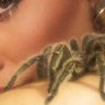 Salamandra