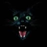 kitty