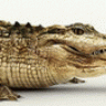 PREDATOR