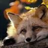 NkFoxy