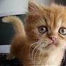 PRETTY girl