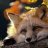 NkFoxy