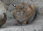 Аватар для Kitten