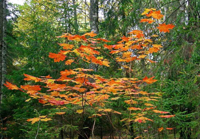 Фотография Клён