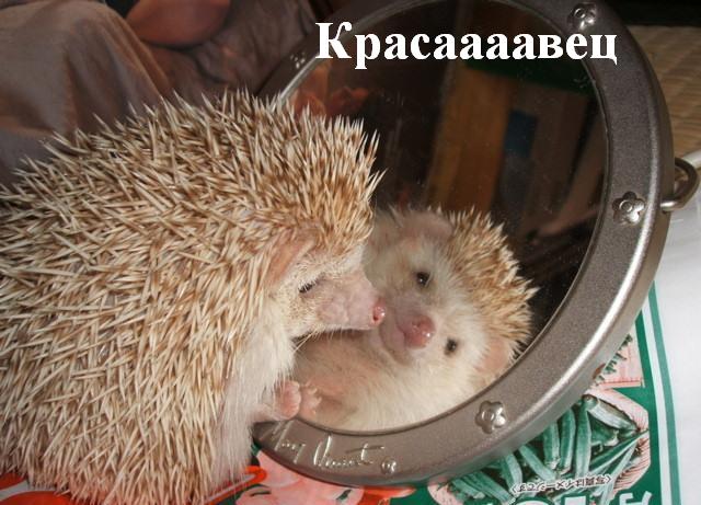 Фотография Йожык