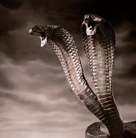 Фотография asoter