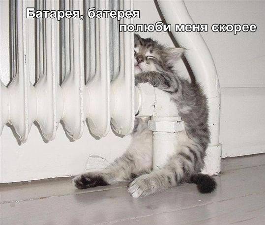 Фотография Мяу