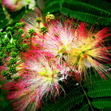 Аватар для Mimozk@