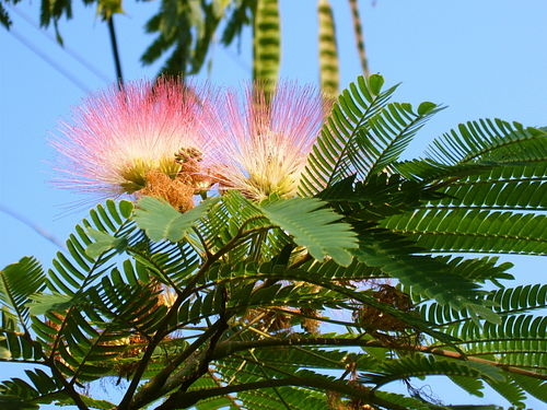 Фотография Mimozk@