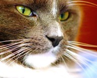 Аватар для Socket