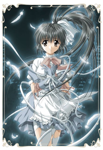 Фотография хвоя