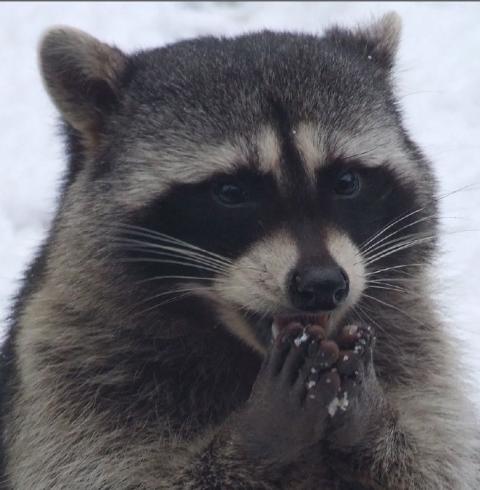 Фотография мурок