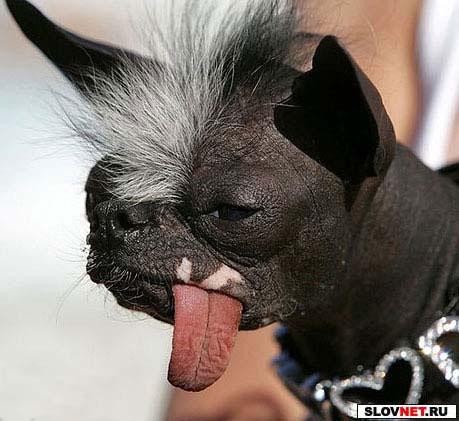 Фотография Luque