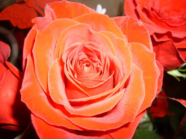 Фотография EVA