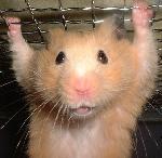 Аватар для GnooT