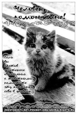 Чуть не заплакал :'( люблю животных.