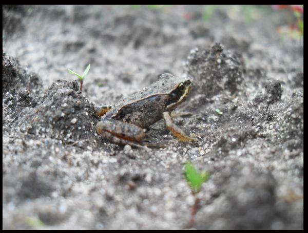 лягушка  в длину была сантиметра 2