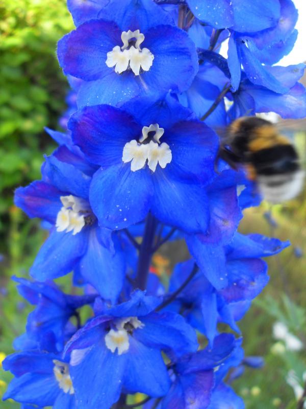 полет шмеля