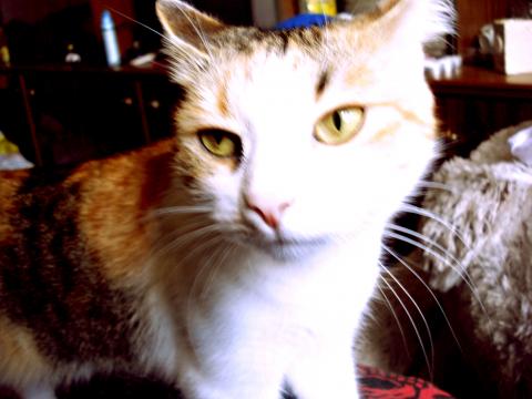 моя Бусильда