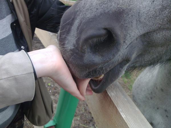 Лизунчег конский)