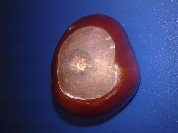 Каштанчег....мда, а он то при чем?