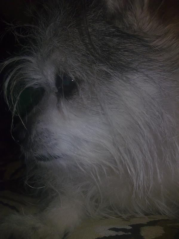 мой масеньгий аццкий Пёс)