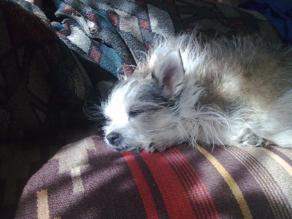 май милый пёссс спит.... тссссс......