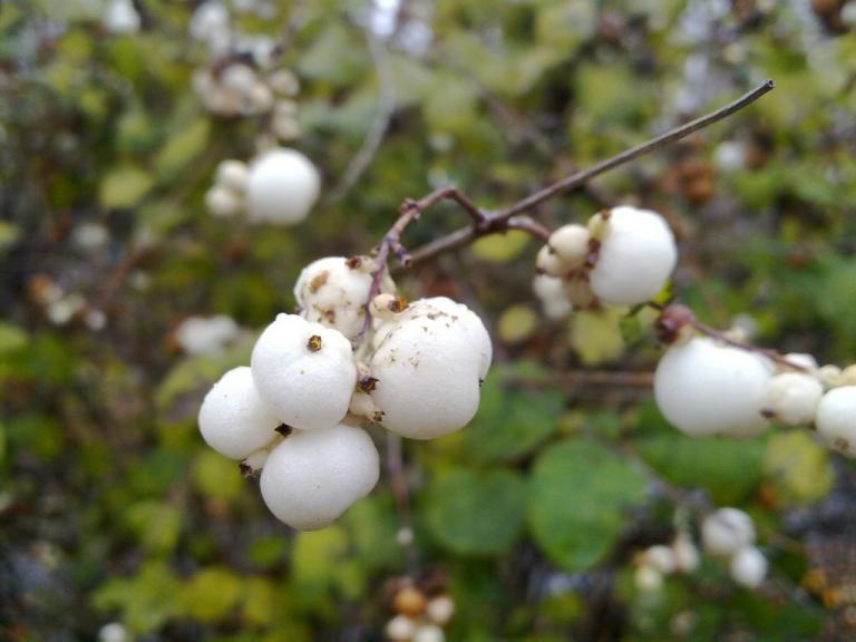 Попкорн1.Владимир