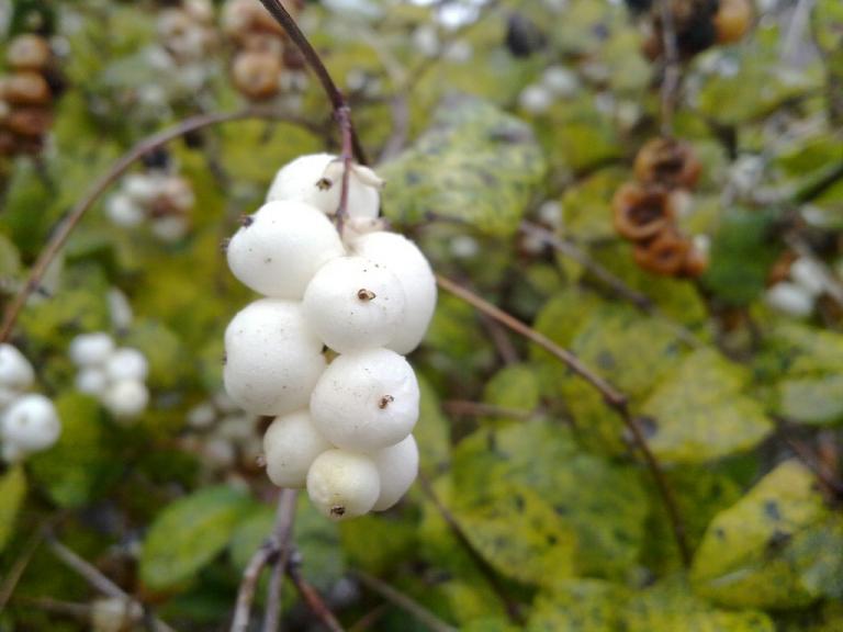 Попкорн2.Владимир