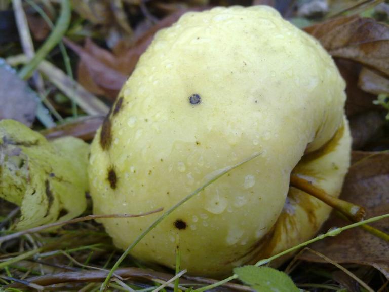 Потное яблоко