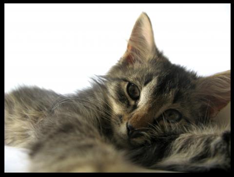 4 месяца, мальчик