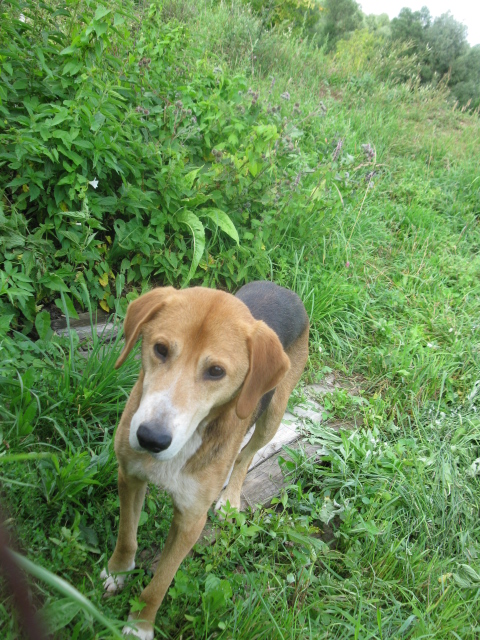 мега клёвый пёсик, жаль, что не мой(