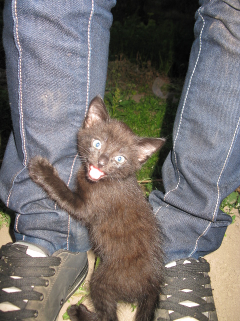 котю плющет)