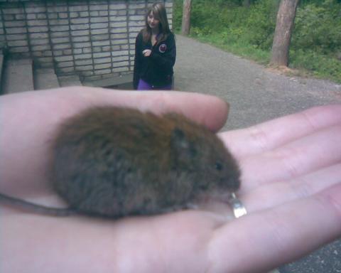 Ути пути.....Гляньте какой маленький.....пушистик=)) Это тоже Маус=) Фотография добавлена по желанию смотрящих =))) Ну разьве он не Кавай? ^_^