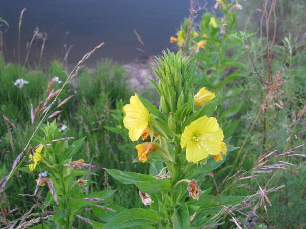 Изображение 136