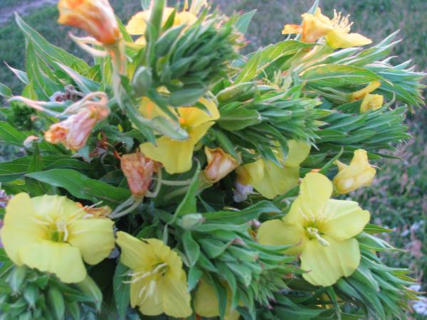 Изображение 137