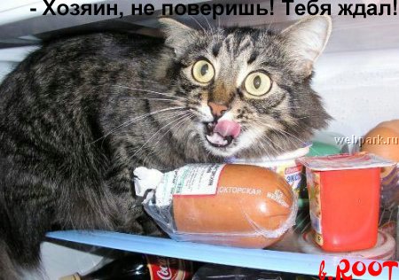 Кот обжорка