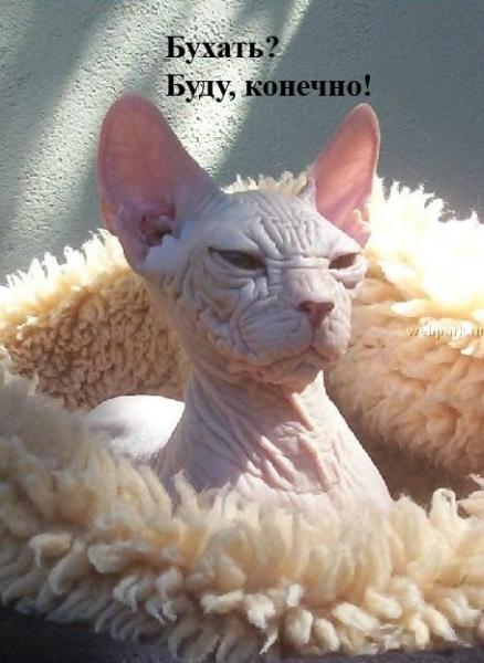 Бухать, конешно буду