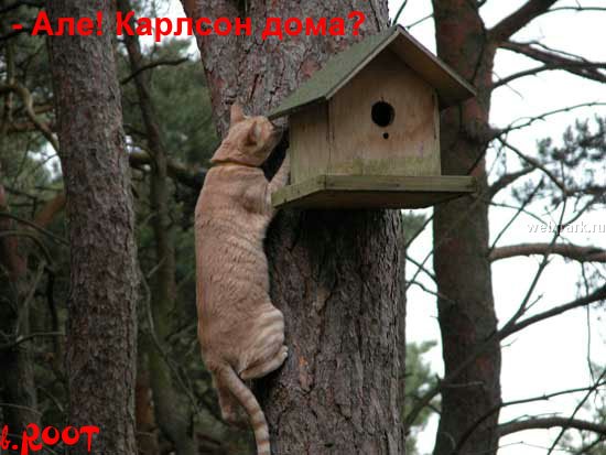 Алё. Карлосон дома