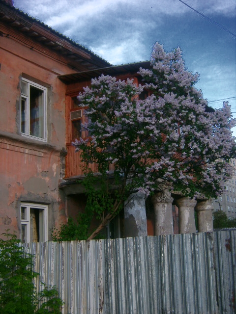 одинокаяяя веткааа сиренииии(с)