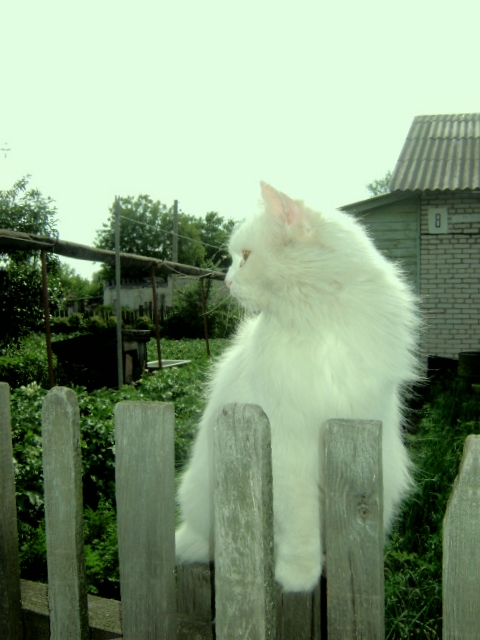 белоснежка