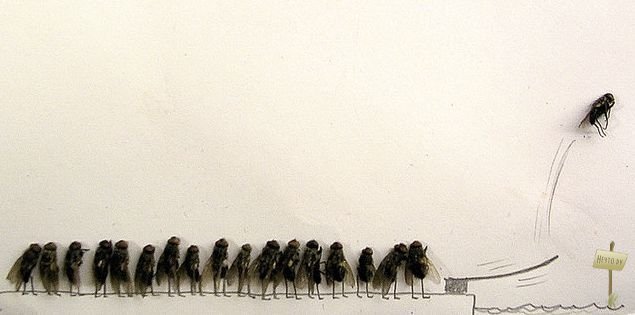 1255273307 1255023264 1254928548 muhi 6