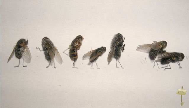 1255273228 1255023340 1254928584 muhi 15