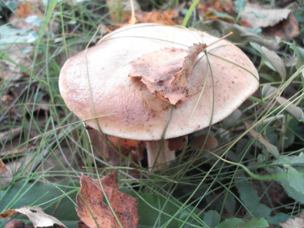 грибок
еще один