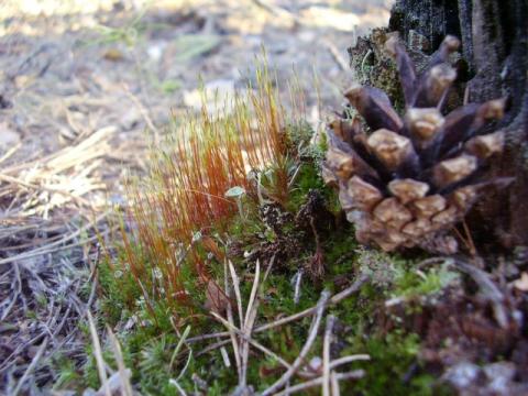 мох с шишкой