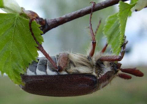 майский жучара ))