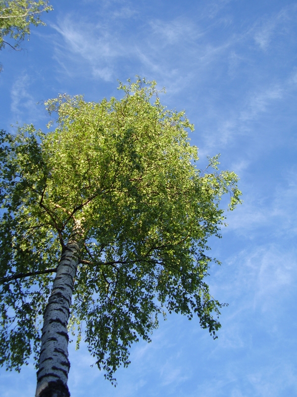 береза и небо