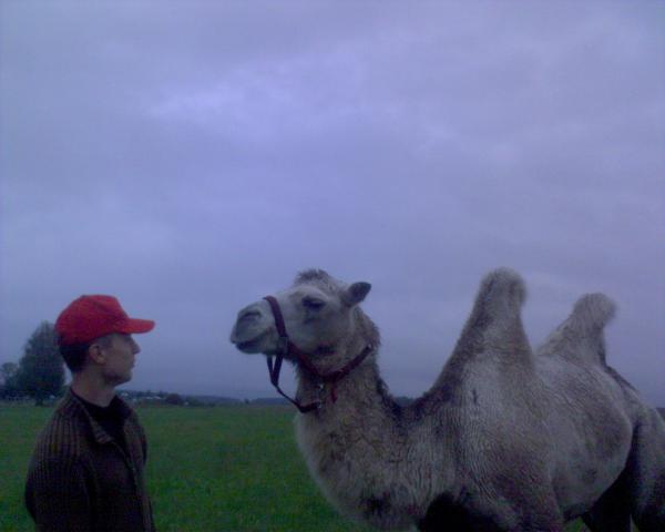 два животных