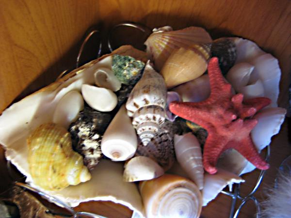 ракушечки)))
