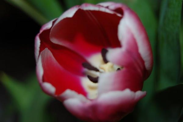 tulip
